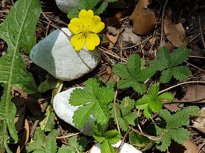 Fragola matta ? S,  Potentilla (=Duchesnea) indica e Potentilla reptans